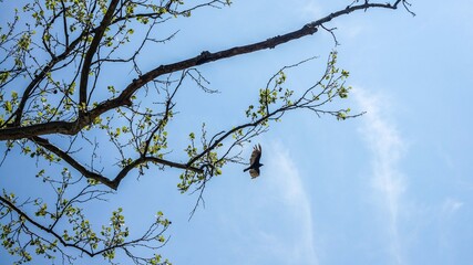 Hawk flying in the blue sky in woods