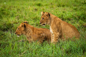 Two lion cubs sit staring in grass