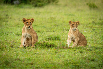 Fototapeta na wymiar Two lion cubs sit mirroring each other