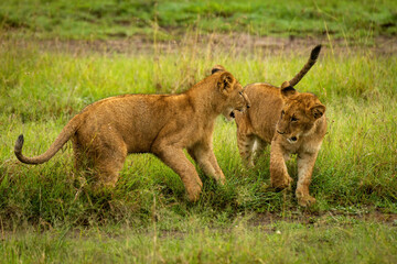 Obraz na płótnie Canvas Two lion cubs play fight in grass