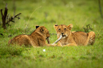 Fototapeta na wymiar Two lion cubs lie chewing dead branch