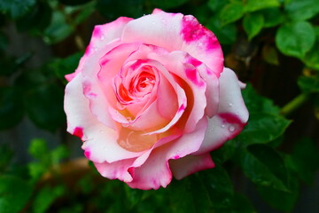 traumhaft schöne Rosen