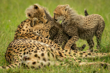 Two cubs playing with cheetah on grass