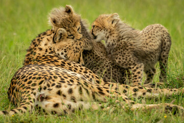 Two cubs playing with cheetah in grass