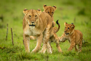 Two cubs play with lioness in grass