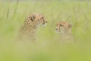 Two cheetahs sitting in long blurred grass