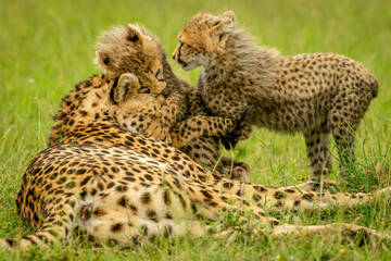 Two cubs play with cheetah on grass