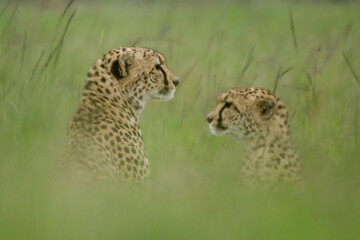 Two cheetahs sit in long blurred grass