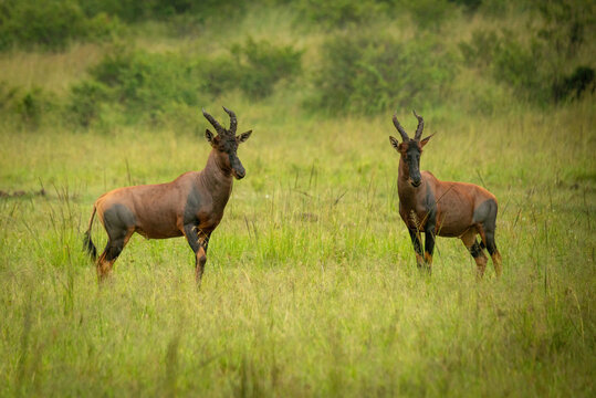 Two male topi stand in long grass