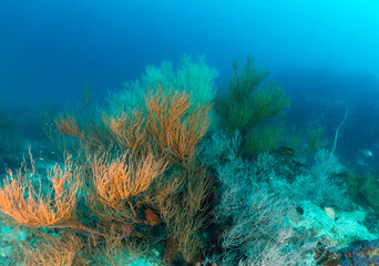 Naklejka na ściany i meble Deep sea corals at Sail rock, Thailand