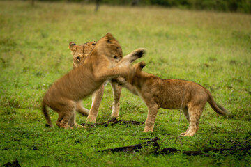 Naklejka na ściany i meble Slow pan of lion cubs play fighting