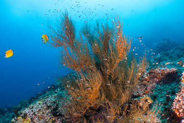 Fototapeta na wymiar Deep sea corals at Sail rock, Thailand