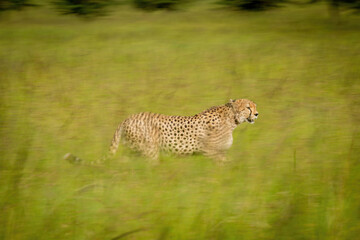 Slow pan of cheetah walking through grassland