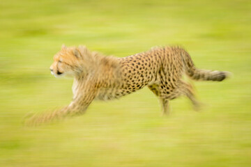 Slow pan of cheetah cub racing past