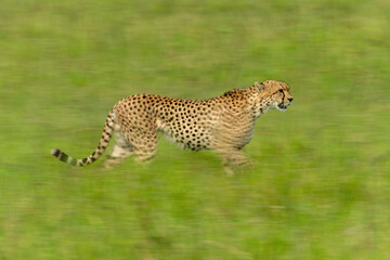 Slow pan of cheetah walking through grass