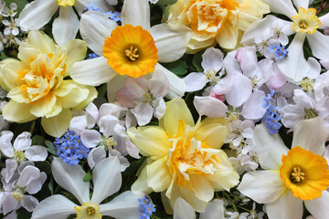 spring floral background with daffodils, forget-me-nots and apple blossoms