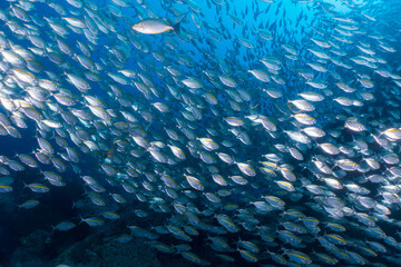 School of fusiliers fish at Sail rock, Thailand