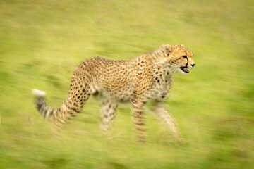 Slow pan of cheetah cub crossing grass