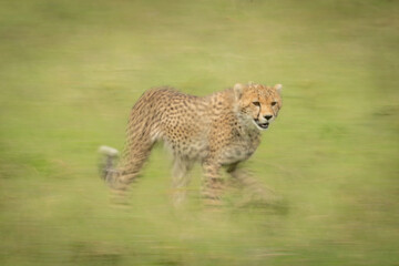 Slow pan of cheetah cub crossing grassland