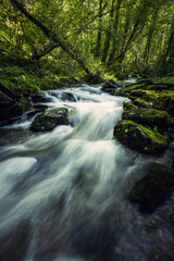Obraz premium Long exposure shot. Pure water stream in wild forest. As Fragas do Eume Nature Park, Galicia, Spain.