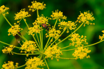 little beetle crawling on yellow flowers 