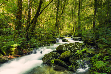 Pure stream in a virgin forest. River Sesin in the Natural Park of As Fragas do Eume in Galicia,...