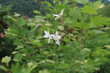 jasminum polyanthum flower macro photo