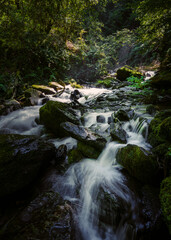 Pristine stream in forest. River Sesin in the Nature Park As Fragas do Eume in Galicia, Spain.