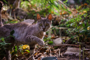 skinny gray cat with green eyes