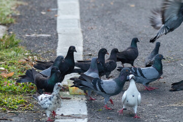 Obraz premium The Rock Dove Pigeon or common Pigeon