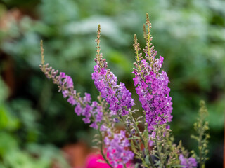 View of Beautiful summer wildflowers.