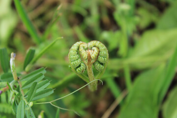 deparia acrostichoides plant macro photo
