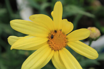 yellow euryops pectinatus flower macro photo