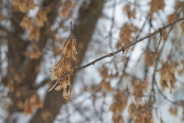Dry maple seeds in autumn on a tree without leaves