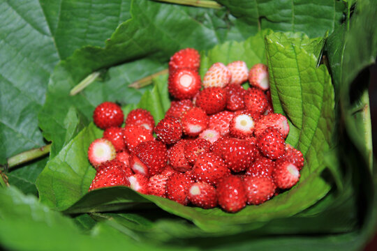 picked wild strawberry macro photo