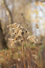 flowers in the woods