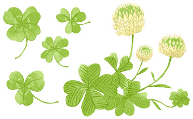 White Clover vector set.