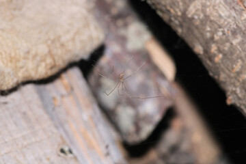 holocnemus pluchei spider macro photo