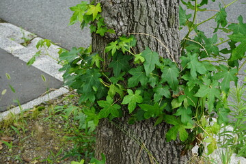 気に巻き付く葉
