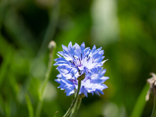 크리스탈을 닮은 야생화