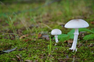 白くかわいいキノコのある風景