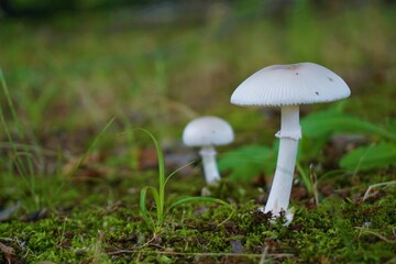 白くかわいいキノコのある風景