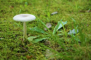 白くかわいいキノコのある風景