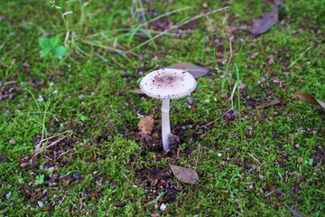 白く平たいキノコのある風景