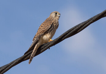 Common European Kestrel. (Falco tinnunculus).The specimen of the photo is a young bird