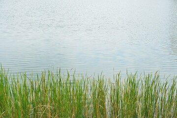 Fototapeta premium 湖の畔の草の生えた風景
