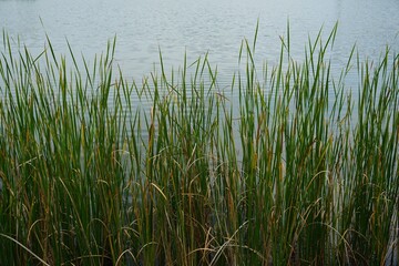 湖の畔の草の生えた風景
