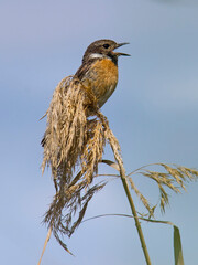 Female of Common stonechat. Saxicola rubicola.Photo made in Spain