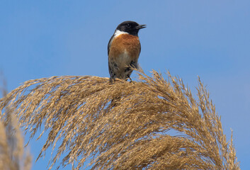 Male of Common stonechat. Saxicola rubicola.Photo made in Spain