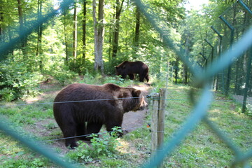 brown bear in close up